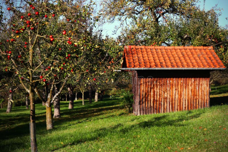 De boomgaard van de appel met rode appelen op de bomen