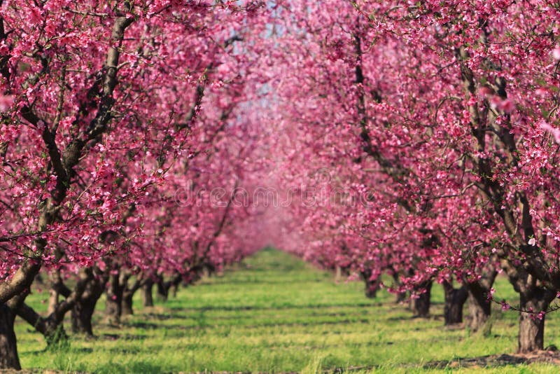 Cherry blossoms in full bloom at an orchard in spring, fading into a blur in the distance. Cherry blossoms in full bloom at an orchard in spring, fading into a blur in the distance.