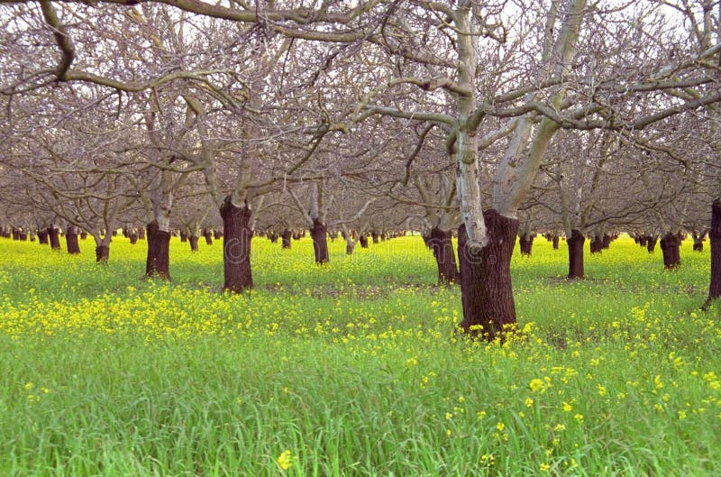 Diagonal rows of bare walnut trees in orchard with the ground covered by green grass and yellow flowers. Diagonal rows of bare walnut trees in orchard with the ground covered by green grass and yellow flowers.