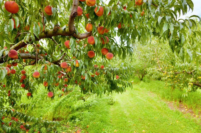 Closeup of a peach tree brunch with ripe fruit at an orchard in Central Kentucky. Closeup of a peach tree brunch with ripe fruit at an orchard in Central Kentucky