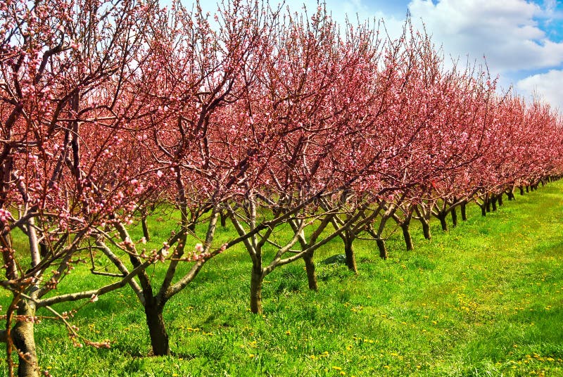 Row of blooming peach trees in a spring orchard. Row of blooming peach trees in a spring orchard