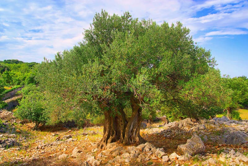 De boomstam van de olijfboom