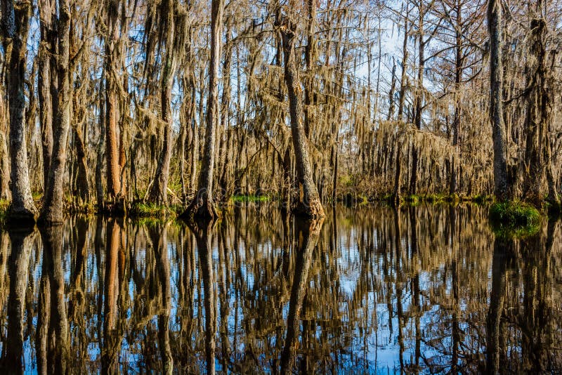 De boomstammen van de cipresboom en hun waterbezinningen in de moerassen dichtbij New Orleans, Louisiane tijdens het de herfstsei stock fotografie De boomstammen van de cipresboom en hun waterbezinningen in de moerassen dichtbij New Orleans, Louisiane tijdens het de herfstsei stock fotografie