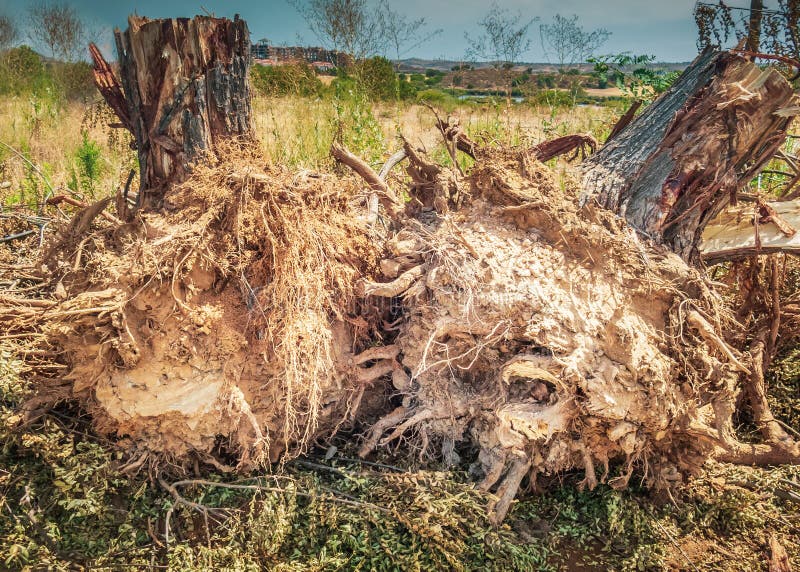 De boomstompen na weg zijbomen zijn cutdown geweest en dan gehaald nadat zij langs bestratingen hebben overwoekerd stock afbeeldingen De boomstompen na weg zijbomen zijn cutdown geweest en dan gehaald nadat zij langs bestratingen hebben overwoekerd stock afbeeldingen