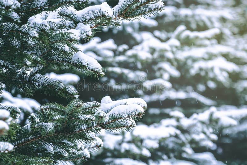 De boomtakken van de pijnboom die met sneeuw worden behandeld Bevroren boomtak op achtergrond van de de winter de bos Mooie winte stock afbeelding De boomtakken van de pijnboom die met sneeuw worden behandeld Bevroren boomtak op achtergrond van de de winter de bos Mooie winte stock afbeelding