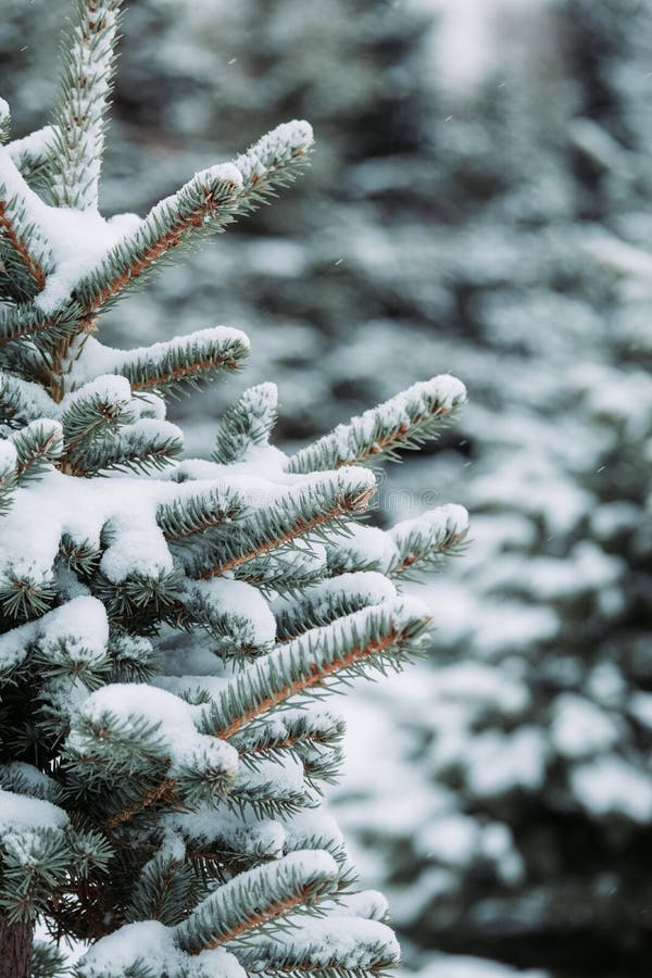 De boomtakken van de pijnboom die met sneeuw worden behandeld Bevroren boomtak op achtergrond van de de winter de bos Mooie winte stock foto's De boomtakken van de pijnboom die met sneeuw worden behandeld Bevroren boomtak op achtergrond van de de winter de bos Mooie winte stock foto's