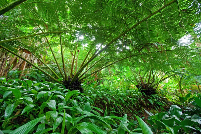 Rain forest scene under the canopy comprised of large palm fronds from Hapu'u palm trees. Rain forest scene under the canopy comprised of large palm fronds from Hapu'u palm trees