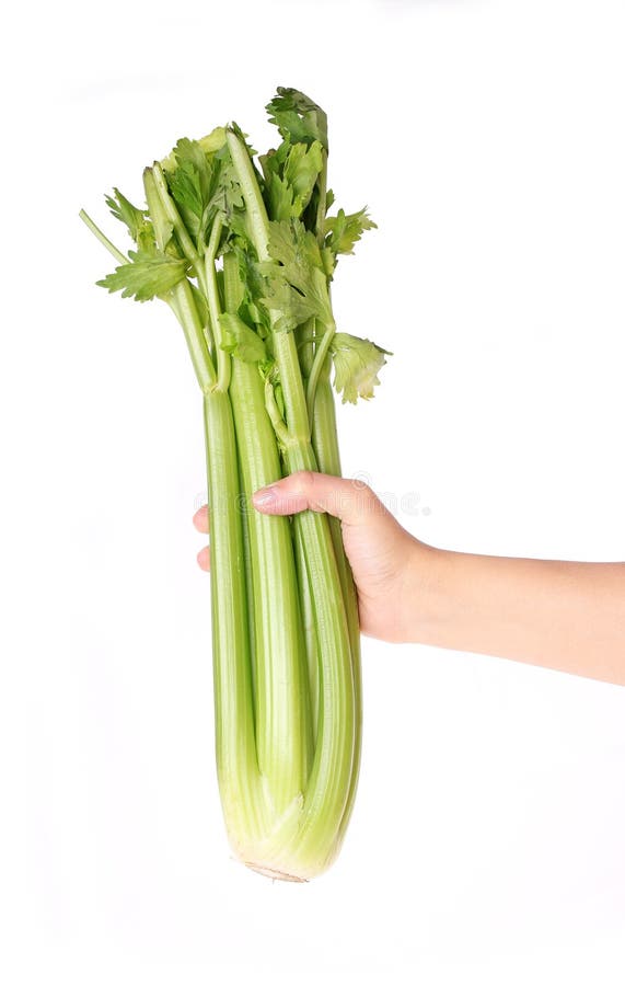 De bos van de selderie die ter beschikking op wit wordt geïsoleerd stock foto De bos van de selderie die ter beschikking op wit wordt geïsoleerd stock foto