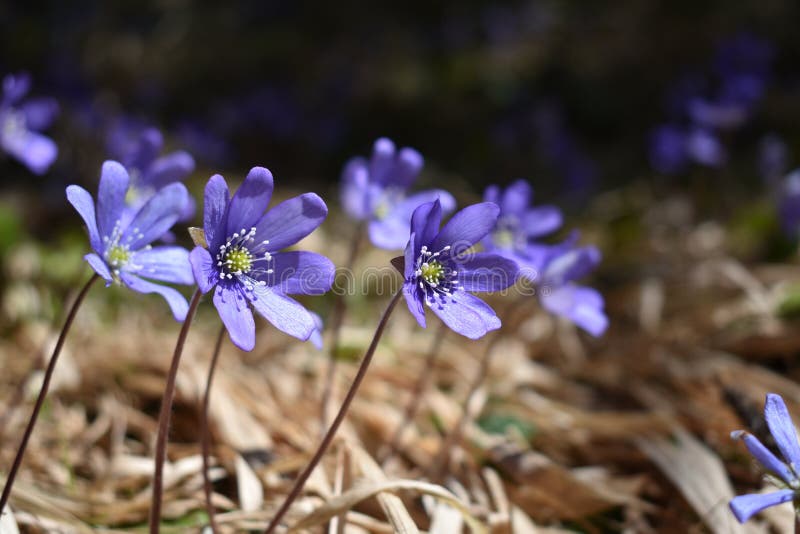 De bos van de mooie violette kleurenlente bloeit stock afbeeldingen De bos van de mooie violette kleurenlente bloeit stock afbeeldingen