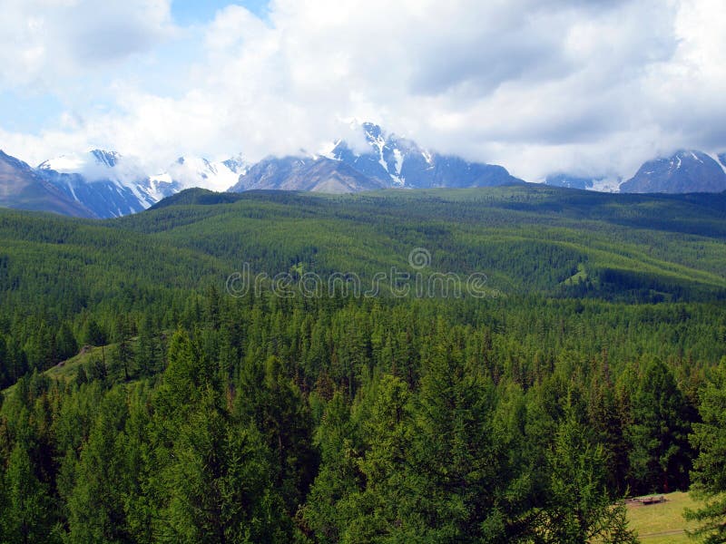 De bossen van Altay, berg Altai stock afbeelding De bossen van Altay, berg Altai stock afbeelding