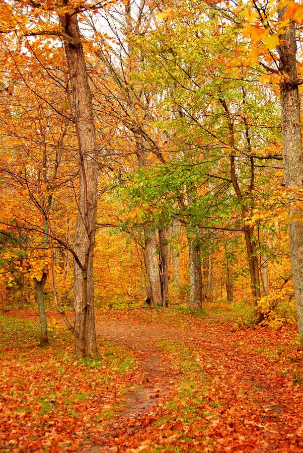 Road in a fall forest. Road in a fall forest