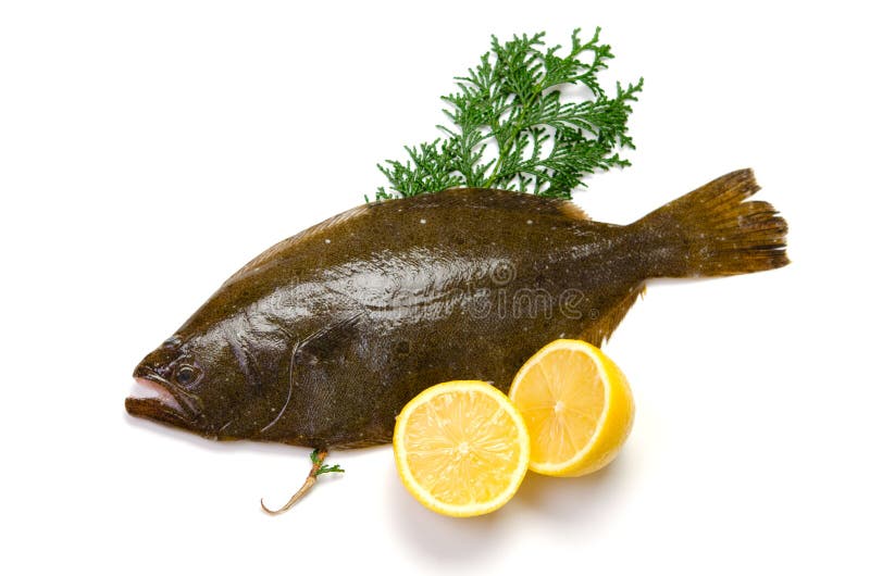 Fresh olive flounder on white background. Fresh olive flounder on white background