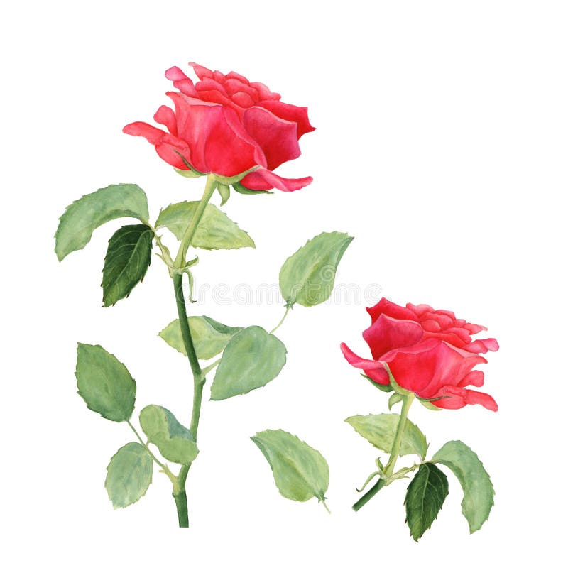 De botanische waterverfillustratie van rood nam geïsoleerd op witte achtergrond toe royalty-vrije stock foto's De botanische waterverfillustratie van rood nam geïsoleerd op witte achtergrond toe royalty-vrije stock foto's