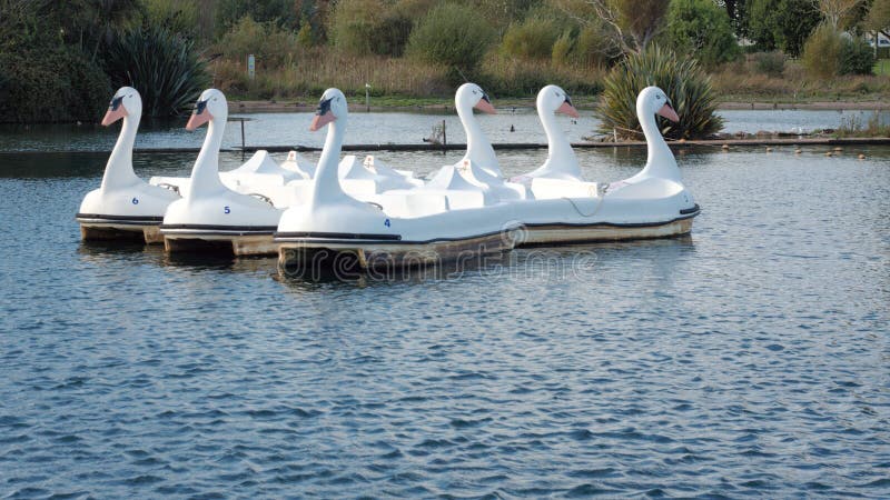 Six pedal power model swan boats moored together on a park boating lake. Devon, England. Six pedal power model swan boats moored together on a park boating lake. Devon, England.