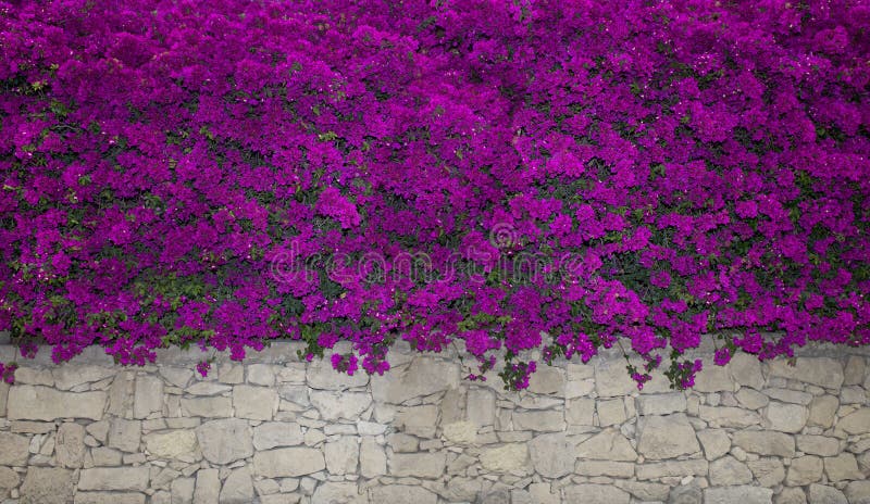 De bougainvillea bloeien dicht omhoog Bloeiende Bougainvillea Bougainvilleabloemen als achtergrond Bloemen achtergrond Viooltje b stock afbeeldingen De bougainvillea bloeien dicht omhoog Bloeiende Bougainvillea Bougainvilleabloemen als achtergrond Bloemen achtergrond Viooltje b stock afbeeldingen
