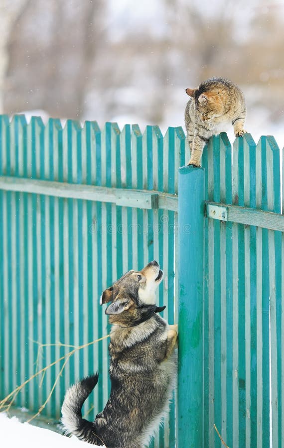 De boze hond achtervolgde de kat op een hoge houten omheining in het dorp royalty-vrije stock fotografie De boze hond achtervolgde de kat op een hoge houten omheining in het dorp royalty-vrije stock fotografie