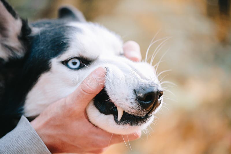 De boze schor hond toont tanden stock foto De boze schor hond toont tanden stock foto