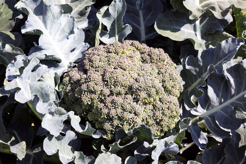 De Broccoli Zijn De Wintergroenten Stock Foto Image of winter, koken