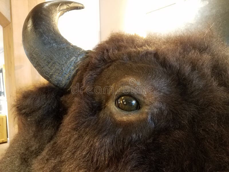 De Brown de bison ou de buffle de tête fin image libre de droits De Brown de bison ou de buffle de tête fin image libre de droits