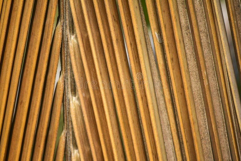 De bruine droge achtergrond van kokosnotenpalmbladen royalty-vrije stock foto