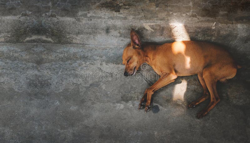 De bruine Slaap van de Puppyhond op de Vloer, buiten het huis royalty-vrije stock afbeelding De bruine Slaap van de Puppyhond op de Vloer, buiten het huis royalty-vrije stock afbeelding