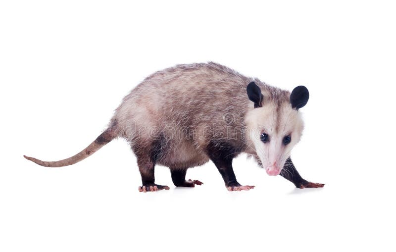 De buidelrat zwangere vrouwelijke didelphis virginiana van Virginia of gemeenschappelijke opossummdash het enige buideldier pouche