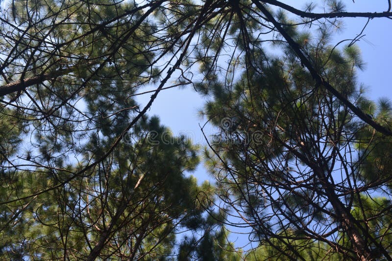 De bästa föremålen i skogen är vackra royaltyfri fotografi