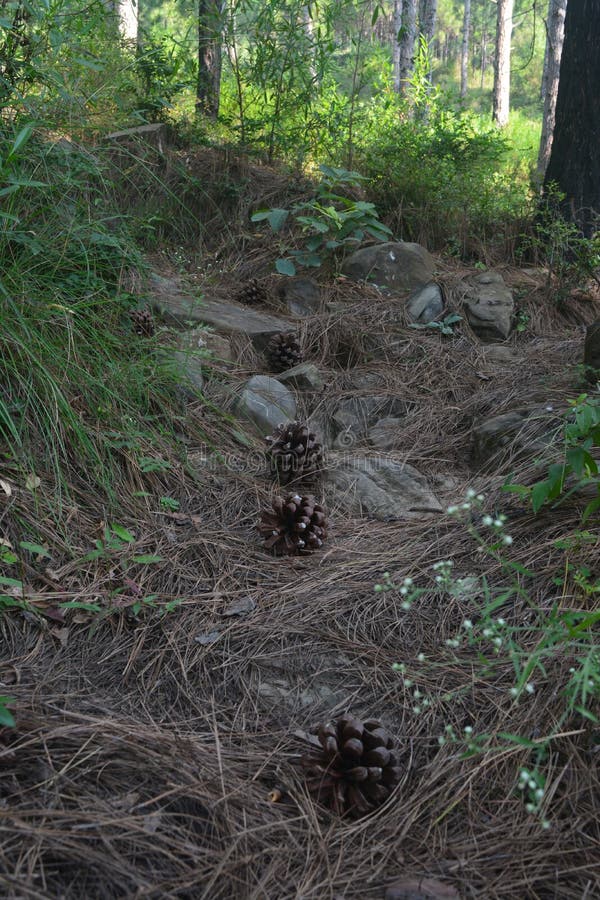 De bästa föremålen i skogen är vackra arkivfoto