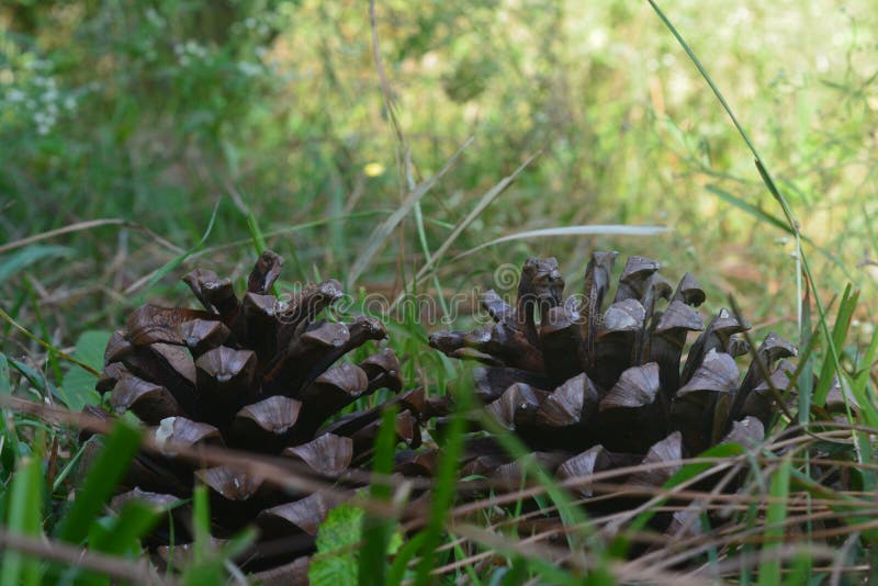 De bästa föremålen i skogen är vackra arkivbild