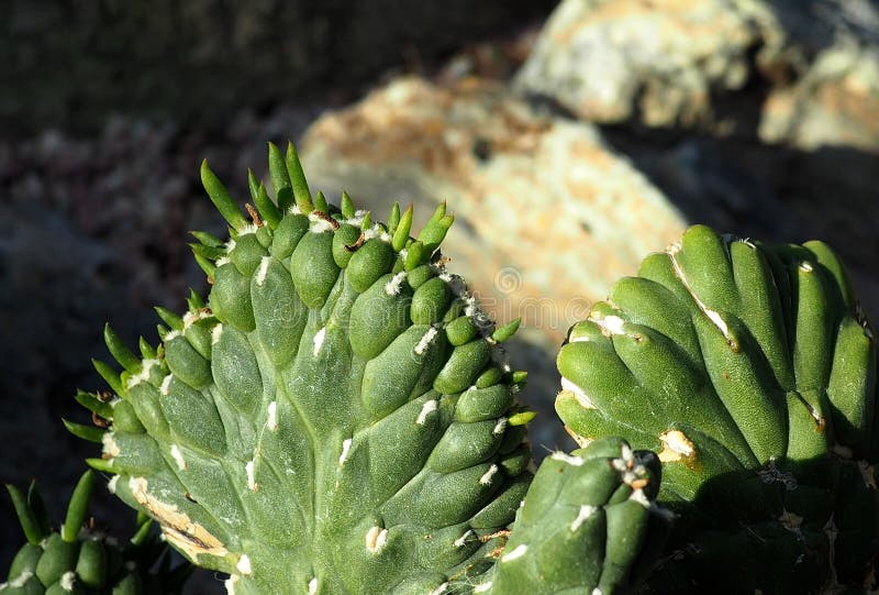 Download De Cactus Of Austrocylindropuntia Subulata Van De Vooravond` S Naald Stock Afbeelding - Afbeelding bestaande uit botanisch, plantkunde: 114227797