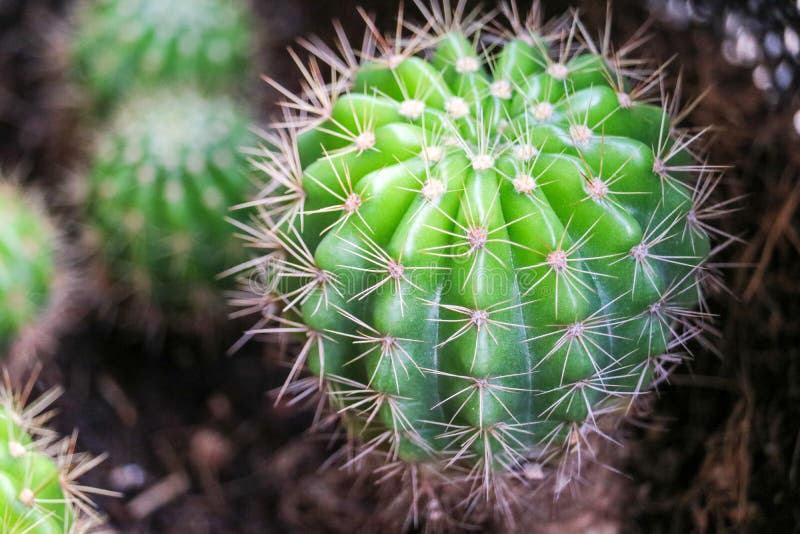 de cactus op vuilpot zette binnenshuis op terrarium aan decorbinnenland en bureau stock foto de cactus op vuilpot zette binnenshuis op terrarium aan decorbinnenland en bureau stock foto