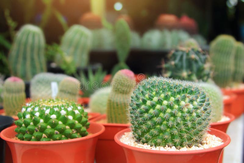 Is de cactus sierplanten in jardiniere met het slaan van kleur zo mooi in tuin, Cereus hexagonus wetenschappelijke naam stock afbeeldingen Is de cactus sierplanten in jardiniere met het slaan van kleur zo mooi in tuin, Cereus hexagonus wetenschappelijke naam stock afbeeldingen