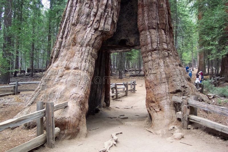 Download De Californische Sequoia Van Californië Stock Afbeelding - Afbeelding bestaande uit gang, yosemite: 33059