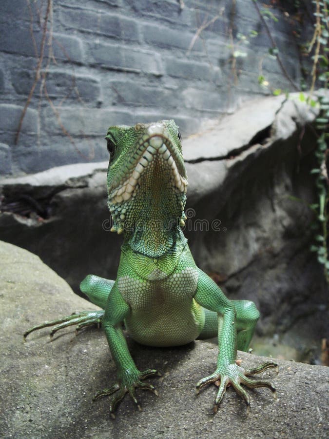 De Chinese Draak van het Water stock fotografie De Chinese Draak van het Water stock fotografie