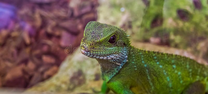 De Chinese hagedis van de waterdraak met zijn gezicht in close-up, tropisch reptiel van Azië stock afbeelding De Chinese hagedis van de waterdraak met zijn gezicht in close-up, tropisch reptiel van Azië stock afbeelding