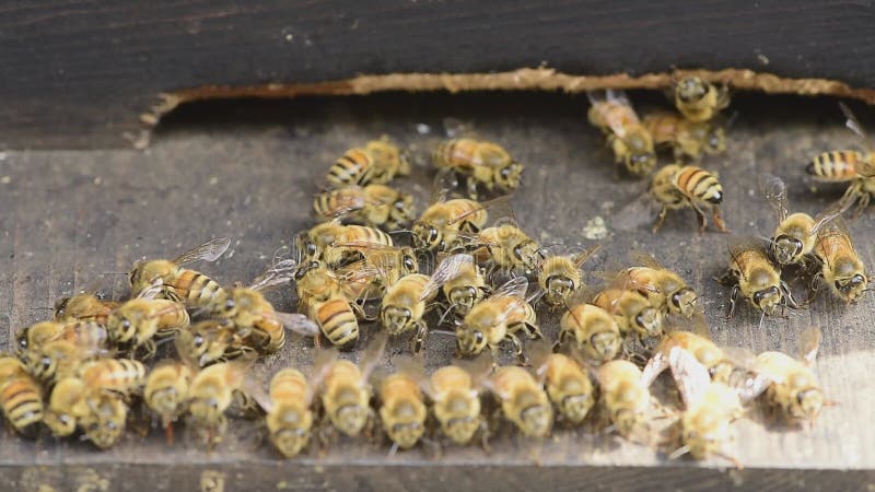 De close-up van de arbeidersbij