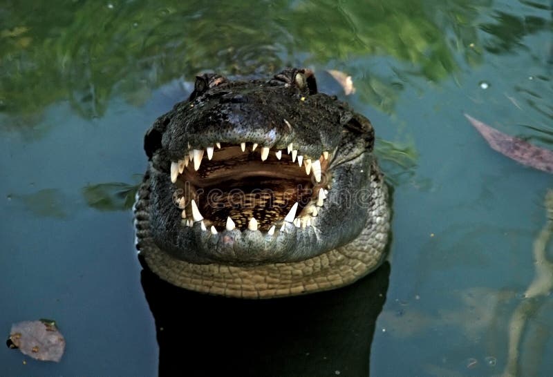 Wild crocodile close up image. Wild crocodile close up image