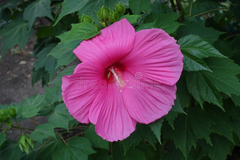 De close-up van enige diep nam bloem van Hibiscusmoscheutos toe stock afbeelding De close-up van enige diep nam bloem van Hibiscusmoscheutos toe stock afbeelding