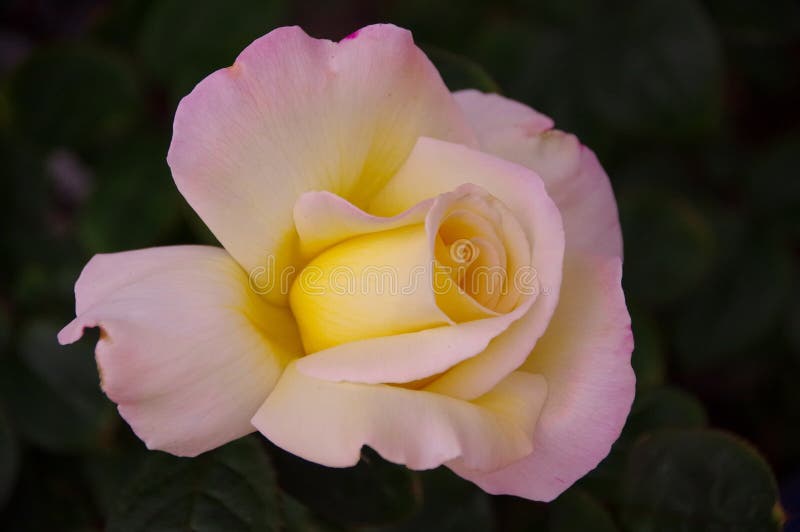 De close-up van enige roze bloesem met roze en geel bloost op donkere achtergrond royalty-vrije stock foto De close-up van enige roze bloesem met roze en geel bloost op donkere achtergrond royalty-vrije stock foto