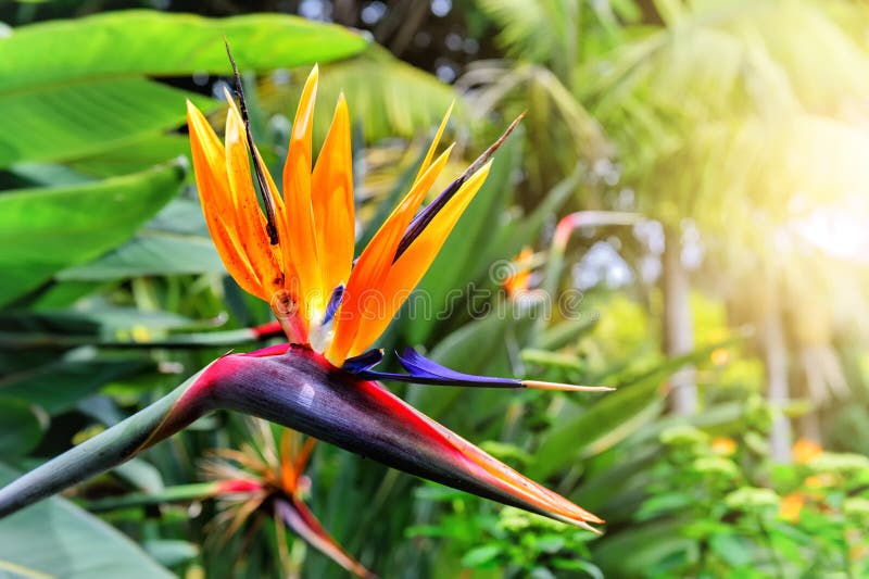De close-up van Strelitziareginae (paradijsvogel bloem) Madera is