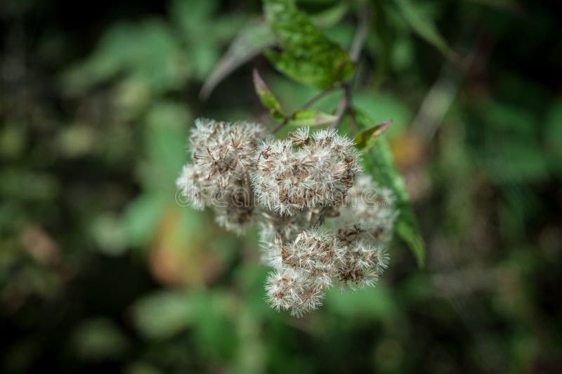De close-up van de takkastanje Witte die kastanjebloemen tegen de achtergrond van weelderige groene bladeren worden gefotografeer royalty-vrije stock foto De close-up van de takkastanje Witte die kastanjebloemen tegen de achtergrond van weelderige groene bladeren worden gefotografeer royalty-vrije stock foto