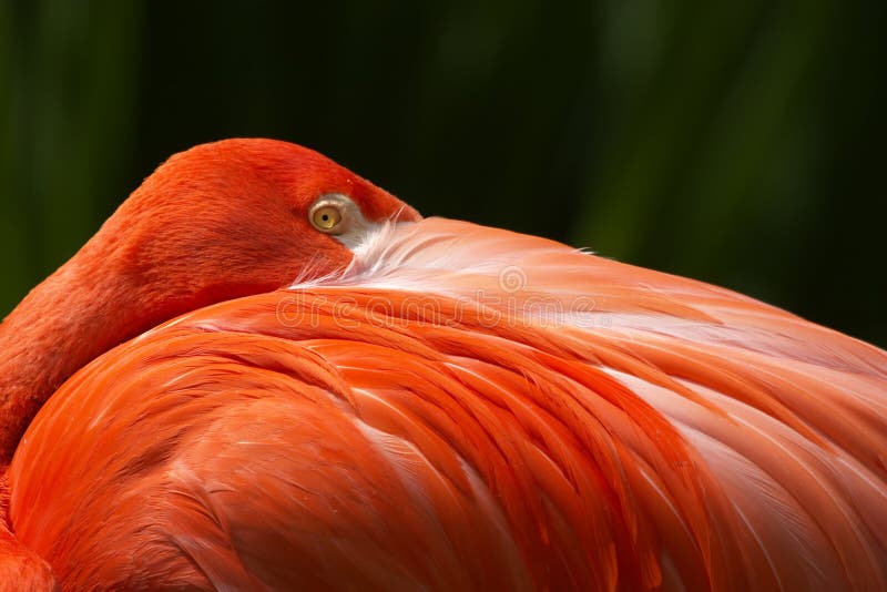 De close-upportret verborgen bek van de flamingo
