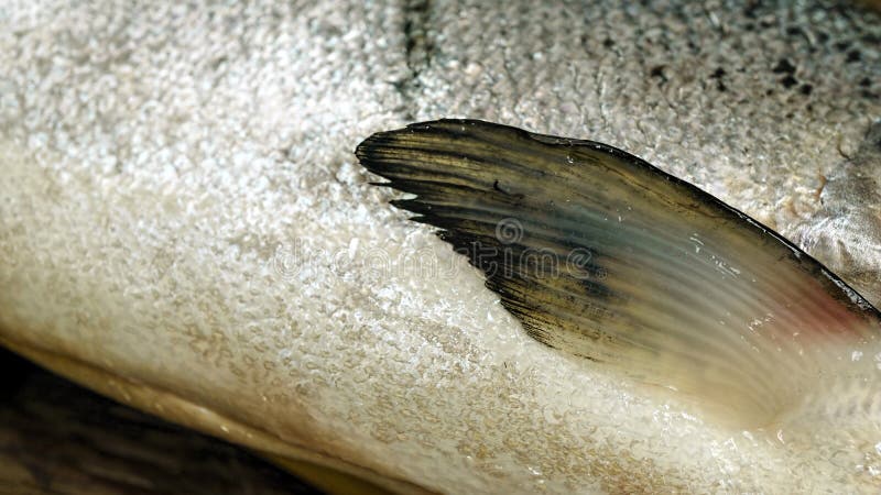 De color salmón, macro, escalas, pesca, océano, salmón, amigo, nerka, chatka, Alaska, Kamchatka, Sajalín, Rusia, América, el Pací fotos de archivo De color salmón, macro, escalas, pesca, océano, salmón, amigo, nerka, chatka, Alaska, Kamchatka, Sajalín, Rusia, América, el Pací fotos de archivo