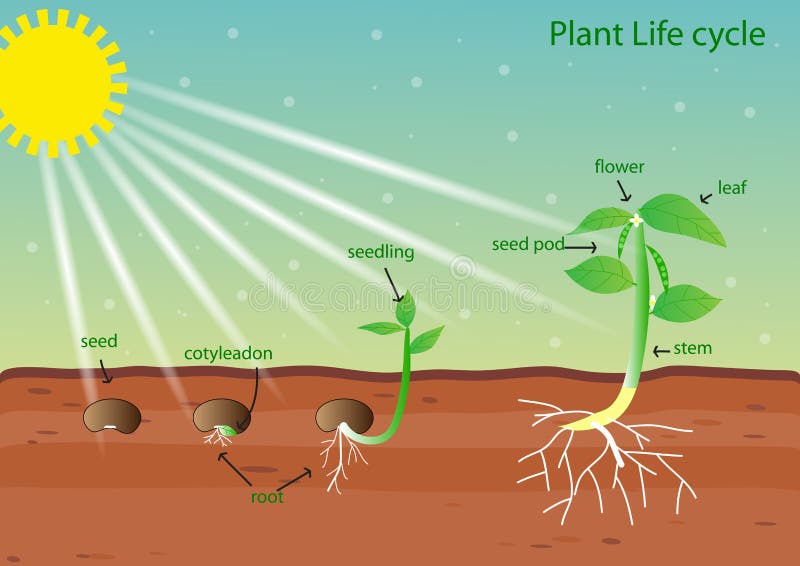 Plant cycle. Цикл жизни растений. Цикл жизни растений для детей. Жизненный цикл растений для детей. Схема роста растения.