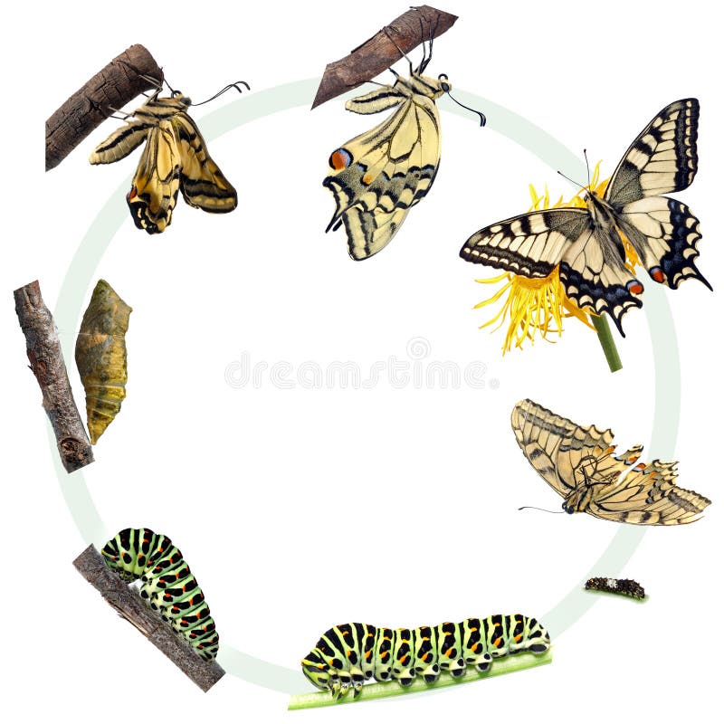 De cyclus van het leven van de vlinder Swallowtail