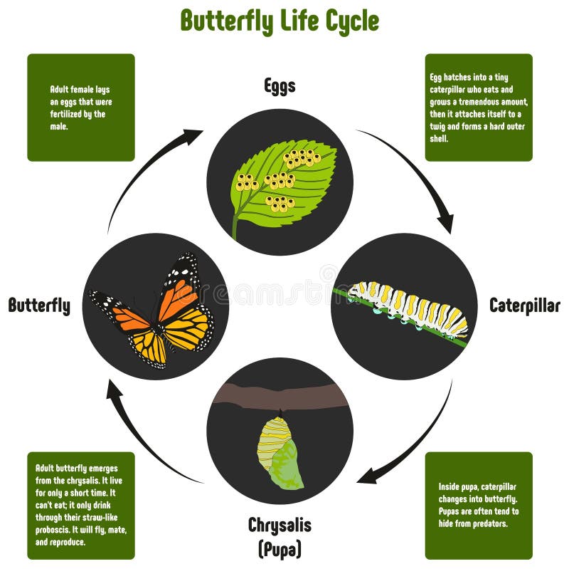 De cyclusdiagram van het vlinderleven