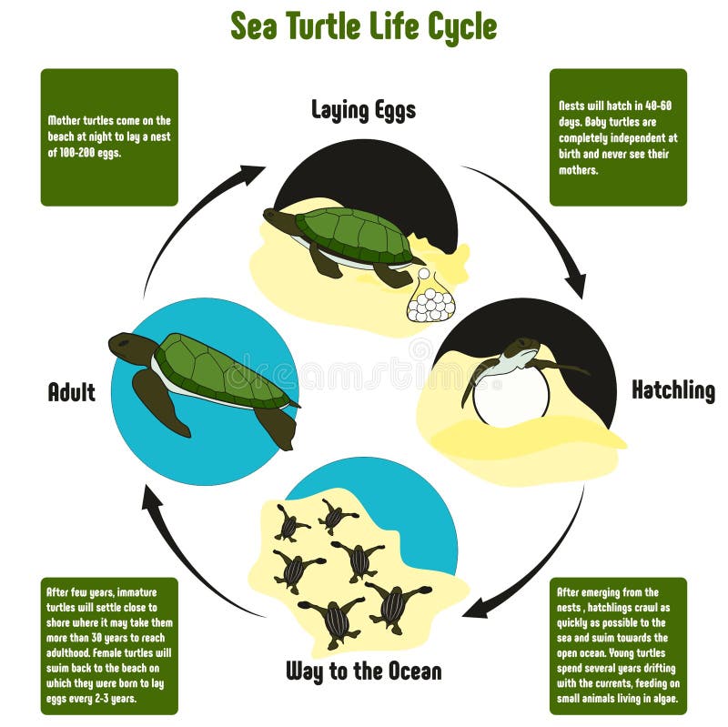 De Cyclusdiagram van het zeeschildpadleven