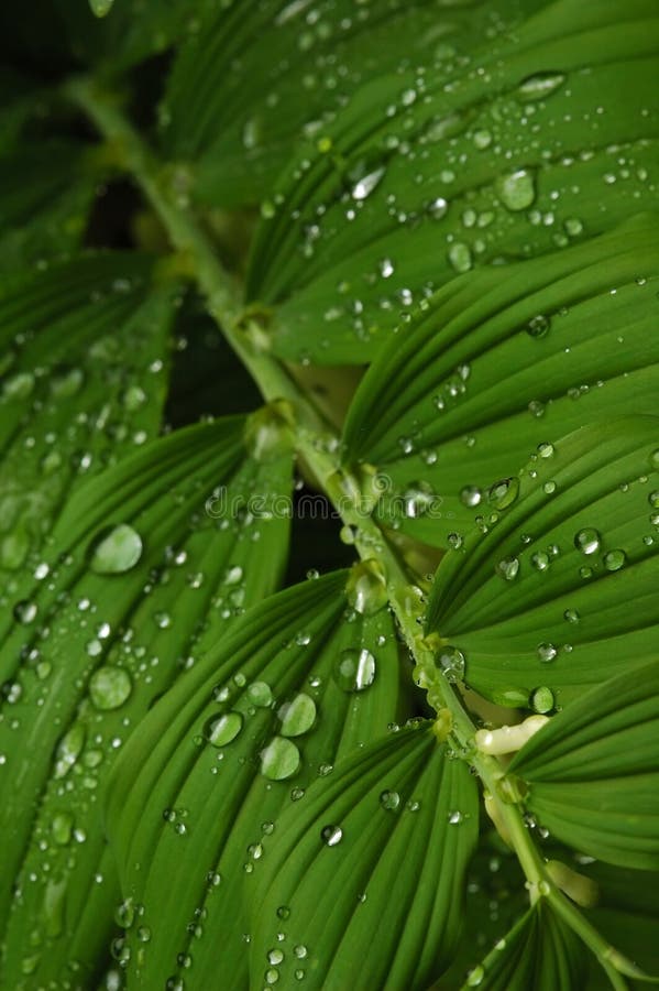 Regendruppels op de bladeren stock afbeelding