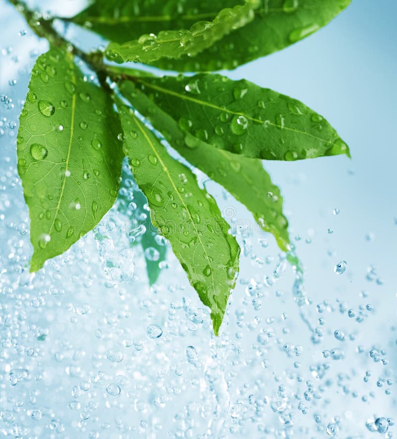 Water splash and Fresh Green Leaves. Water splash and Fresh Green Leaves