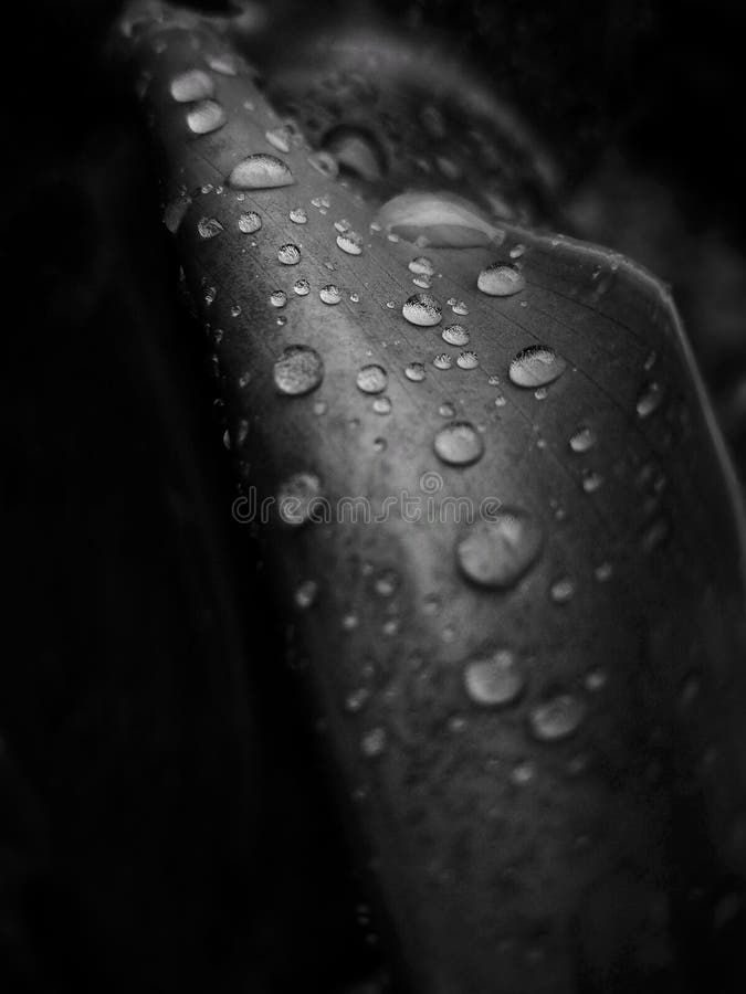 De dalingen van het water op blad stock foto De dalingen van het water op blad stock foto